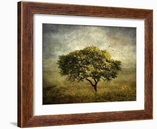 Mimosa Tree-Jessica Jenney-Framed Giclee Print