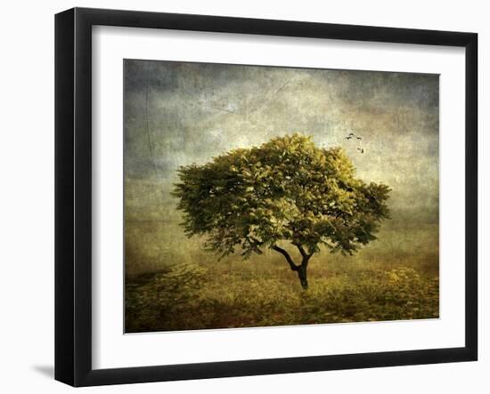 Mimosa Tree-Jessica Jenney-Framed Giclee Print