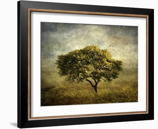 Mimosa Tree-Jessica Jenney-Framed Giclee Print