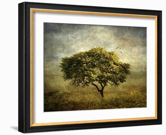 Mimosa Tree-Jessica Jenney-Framed Giclee Print