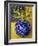 Mimosas, Series I-Isy Ochoa-Framed Giclee Print