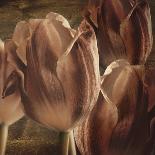 Tulip Farm-Mindy Sommers-Giclee Print
