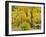 Miner's Cottage, Arrowtown, Otago, South Island, New Zealand, Pacific-Jochen Schlenker-Framed Photographic Print