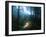 Mineral Park Campground, Mount Baker-Snoqualmie National Forest, Washington-Ethan Welty-Framed Photographic Print