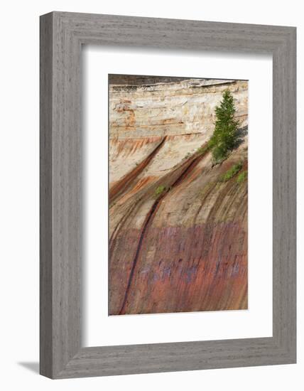 Mineral Seep with Pine Tree Growing, Lake Superior, Pictured Rocks National Lakeshore, Michigan-Judith Zimmerman-Framed Photographic Print