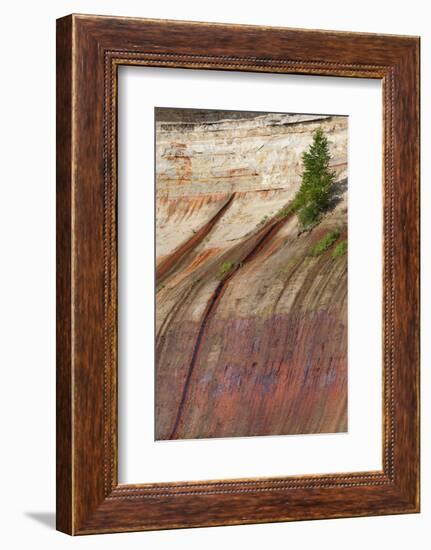 Mineral Seep with Pine Tree Growing, Lake Superior, Pictured Rocks National Lakeshore, Michigan-Judith Zimmerman-Framed Photographic Print