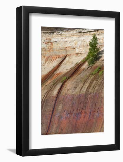 Mineral Seep with Pine Tree Growing, Lake Superior, Pictured Rocks National Lakeshore, Michigan-Judith Zimmerman-Framed Photographic Print