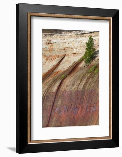 Mineral Seep with Pine Tree Growing, Lake Superior, Pictured Rocks National Lakeshore, Michigan-Judith Zimmerman-Framed Photographic Print