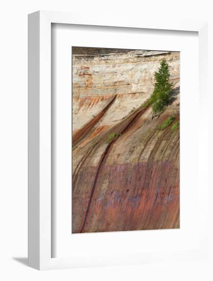 Mineral Seep with Pine Tree Growing, Lake Superior, Pictured Rocks National Lakeshore, Michigan-Judith Zimmerman-Framed Photographic Print