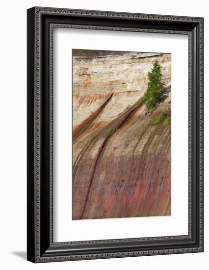 Mineral Seep with Pine Tree Growing, Lake Superior, Pictured Rocks National Lakeshore, Michigan-Judith Zimmerman-Framed Photographic Print