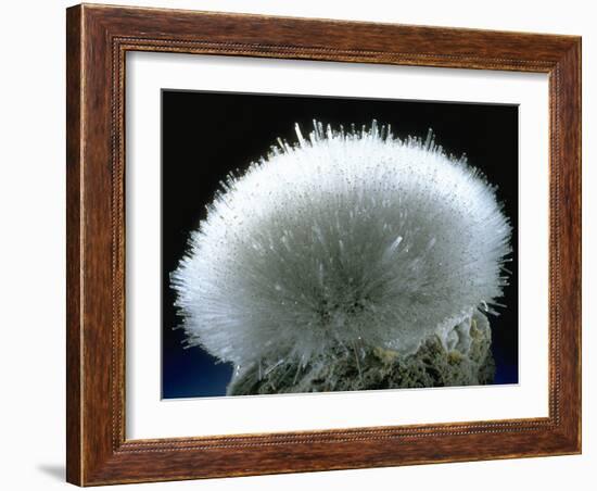 MineralCalendar: Mesolite. Poona, India-null-Framed Photographic Print