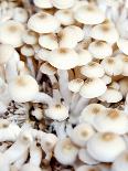 Enokitake Mushrooms-Ming Tang-evans-Photographic Print