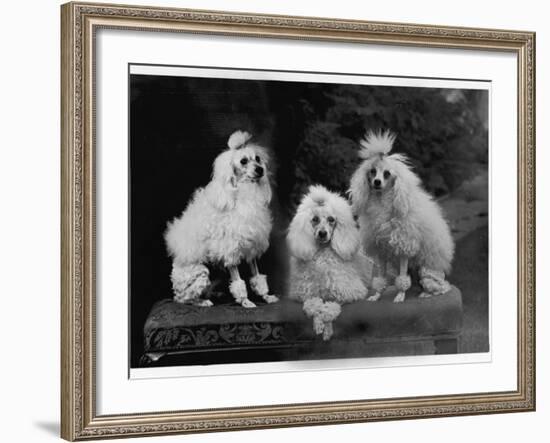 Mini Poodle Trio-null-Framed Photographic Print