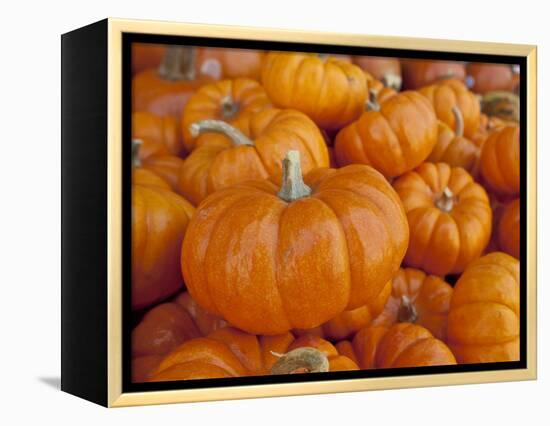 Mini pumpkins at fruit stand, Los Angeles, CA-Rob Sheppard-Framed Premier Image Canvas