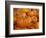 Mini pumpkins at fruit stand, Los Angeles, CA-Rob Sheppard-Framed Photographic Print