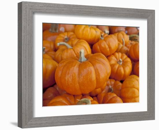 Mini pumpkins at fruit stand, Los Angeles, CA-Rob Sheppard-Framed Photographic Print