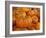 Mini pumpkins at fruit stand, Los Angeles, CA-Rob Sheppard-Framed Photographic Print