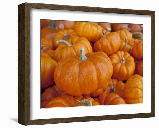 Mini pumpkins at fruit stand, Los Angeles, CA-Rob Sheppard-Framed Photographic Print