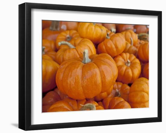 Mini pumpkins at fruit stand, Los Angeles, CA-Rob Sheppard-Framed Photographic Print