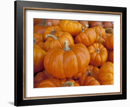 Mini pumpkins at fruit stand, Los Angeles, CA-Rob Sheppard-Framed Photographic Print