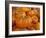 Mini pumpkins at fruit stand, Los Angeles, CA-Rob Sheppard-Framed Photographic Print