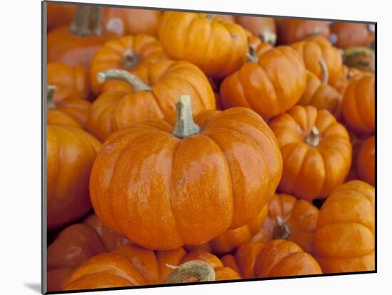 Mini pumpkins at fruit stand, Los Angeles, CA-Rob Sheppard-Mounted Photographic Print