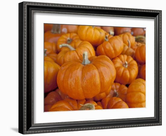 Mini pumpkins at fruit stand, Los Angeles, CA-Rob Sheppard-Framed Photographic Print