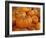 Mini pumpkins at fruit stand, Los Angeles, CA-Rob Sheppard-Framed Photographic Print