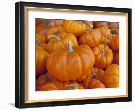 Mini pumpkins at fruit stand, Los Angeles, CA-Rob Sheppard-Framed Photographic Print