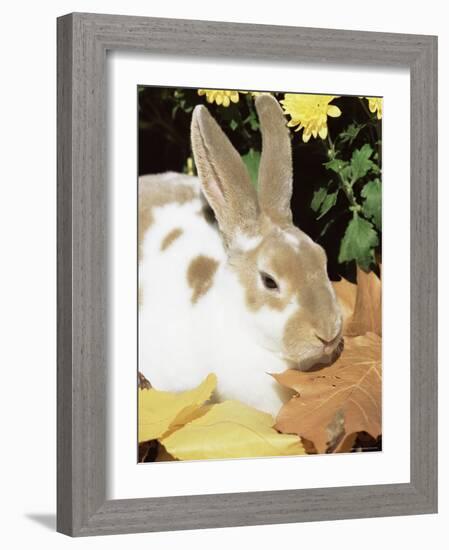 Mini Rex Domestic Rabbit, USA-Lynn M. Stone-Framed Photographic Print