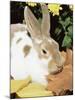 Mini Rex Domestic Rabbit, USA-Lynn M. Stone-Mounted Photographic Print