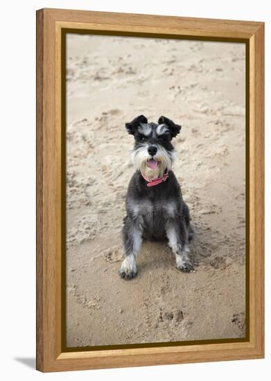 Mini Schnauzer Dog on Beach-null-Framed Premier Image Canvas