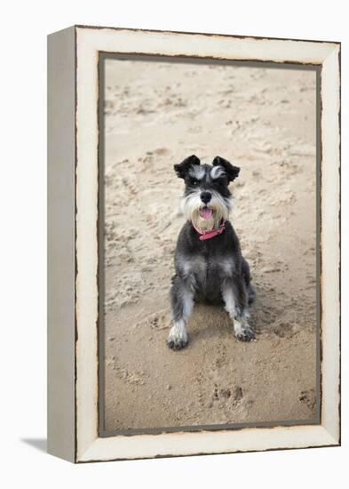 Mini Schnauzer Dog on Beach-null-Framed Premier Image Canvas