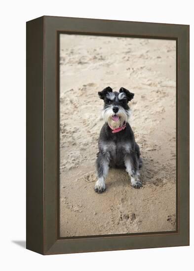 Mini Schnauzer Dog on Beach-null-Framed Premier Image Canvas