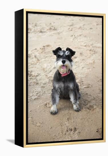 Mini Schnauzer Dog on Beach-null-Framed Premier Image Canvas