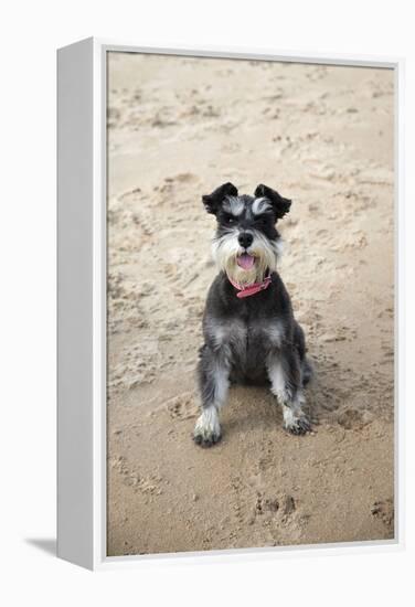 Mini Schnauzer Dog on Beach-null-Framed Premier Image Canvas