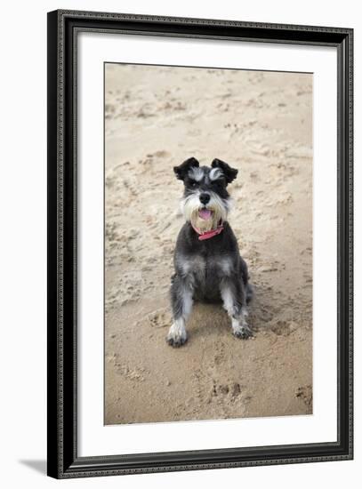 Mini Schnauzer Dog on Beach-null-Framed Photographic Print