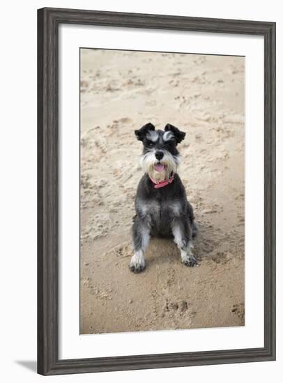 Mini Schnauzer Dog on Beach-null-Framed Photographic Print