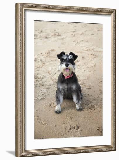 Mini Schnauzer Dog on Beach-null-Framed Photographic Print