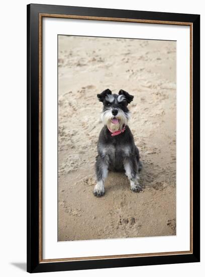 Mini Schnauzer Dog on Beach-null-Framed Photographic Print