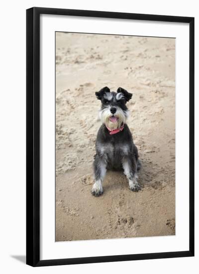 Mini Schnauzer Dog on Beach-null-Framed Photographic Print