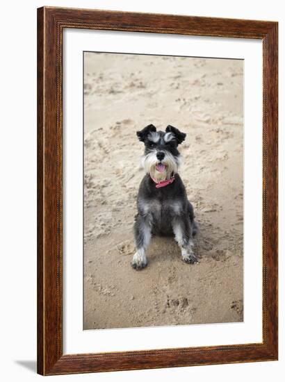 Mini Schnauzer Dog on Beach-null-Framed Photographic Print