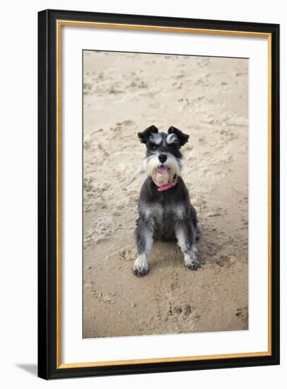 Mini Schnauzer Dog on Beach-null-Framed Photographic Print