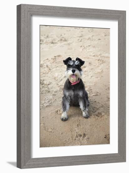 Mini Schnauzer Dog on Beach-null-Framed Photographic Print