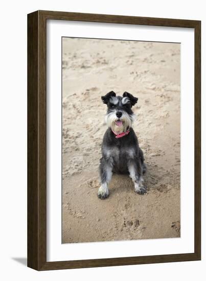 Mini Schnauzer Dog on Beach-null-Framed Photographic Print