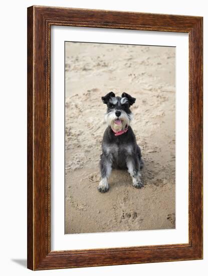 Mini Schnauzer Dog on Beach-null-Framed Photographic Print