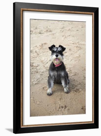 Mini Schnauzer Dog on Beach-null-Framed Photographic Print