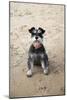 Mini Schnauzer Dog on Beach-null-Mounted Photographic Print