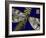 Mini Shimmering Dragonfly I-Vision Studio-Framed Art Print