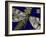 Mini Shimmering Dragonfly I-Vision Studio-Framed Art Print